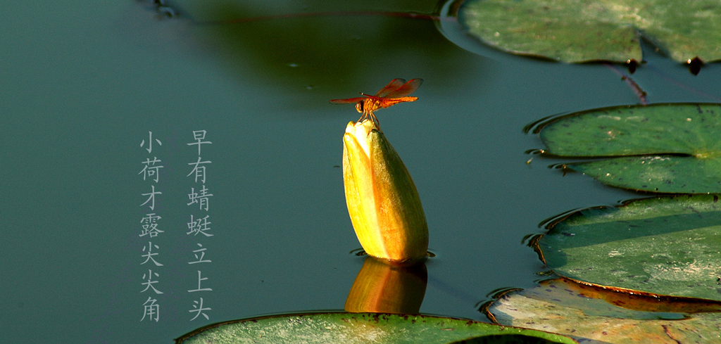 [原创]小荷才露尖尖角.............!