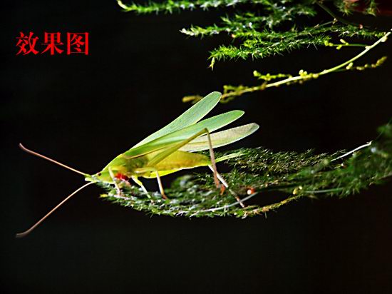 PHOTOSHOP7.0简单制图办法