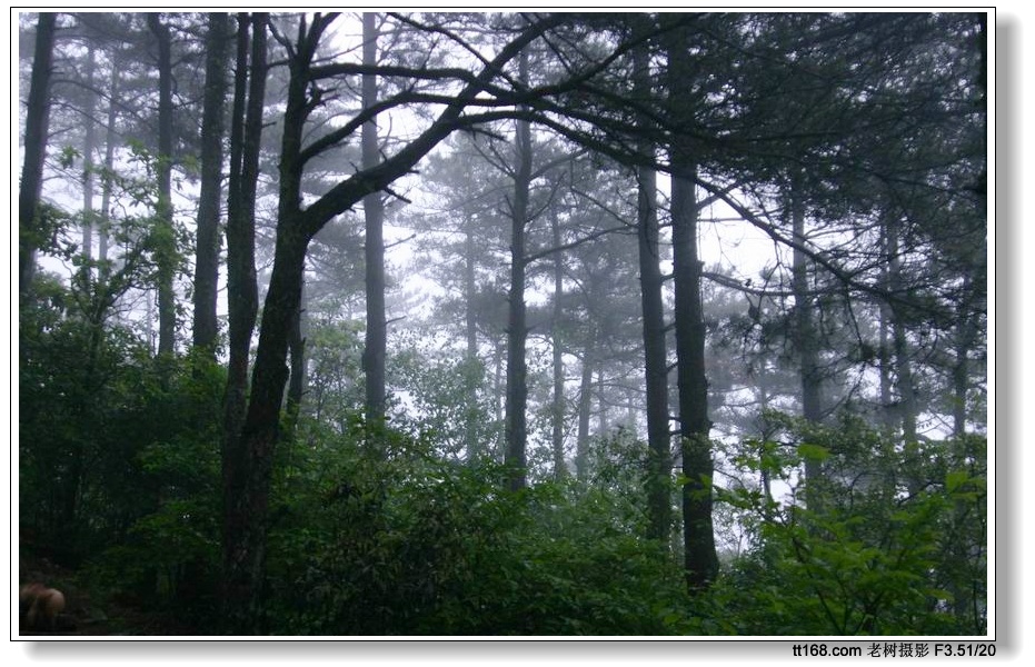 雨雾中的华顶及云锦杜鹃(2005.5.15)