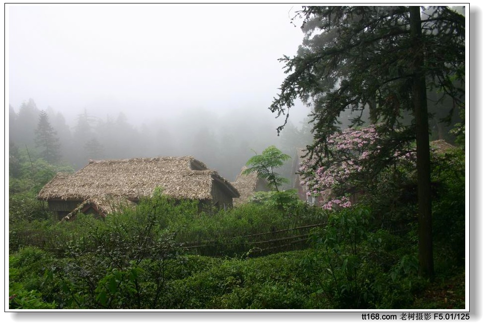 雨雾中的华顶及云锦杜鹃(2005.5.15)
