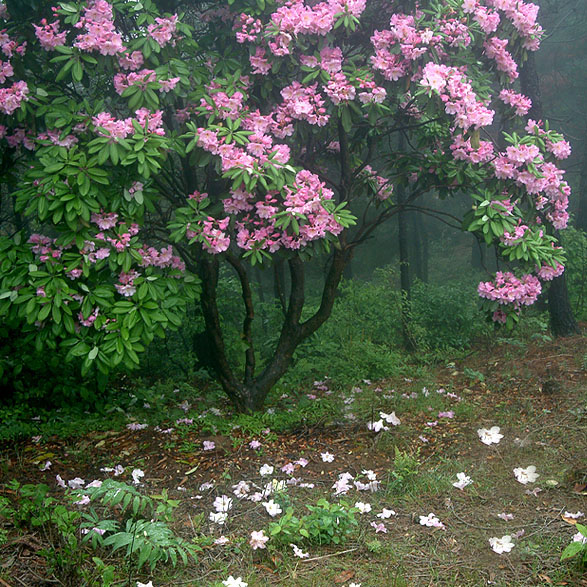 云锦杜鹃
