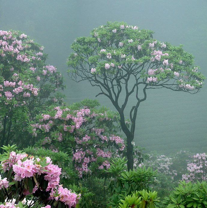 云锦杜鹃