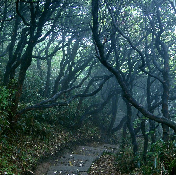 云锦杜鹃