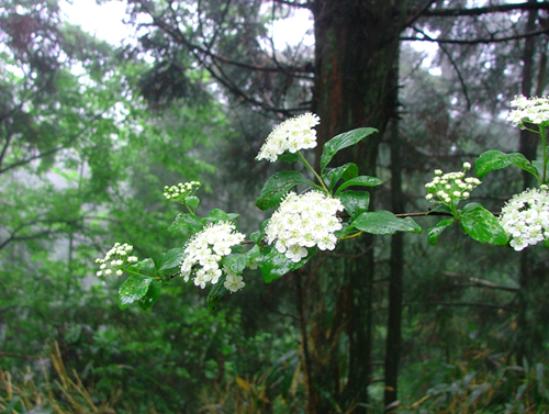 华顶7子花
