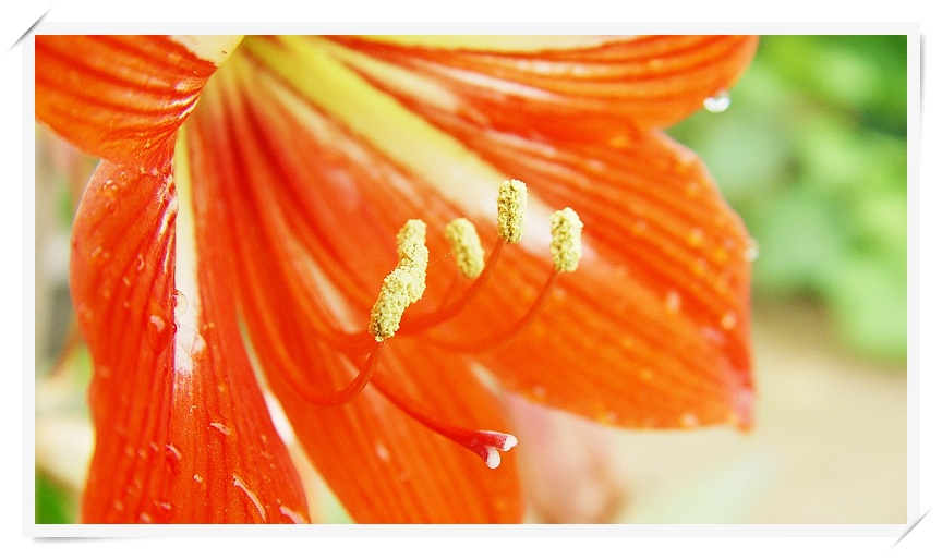 花心（微距一组）