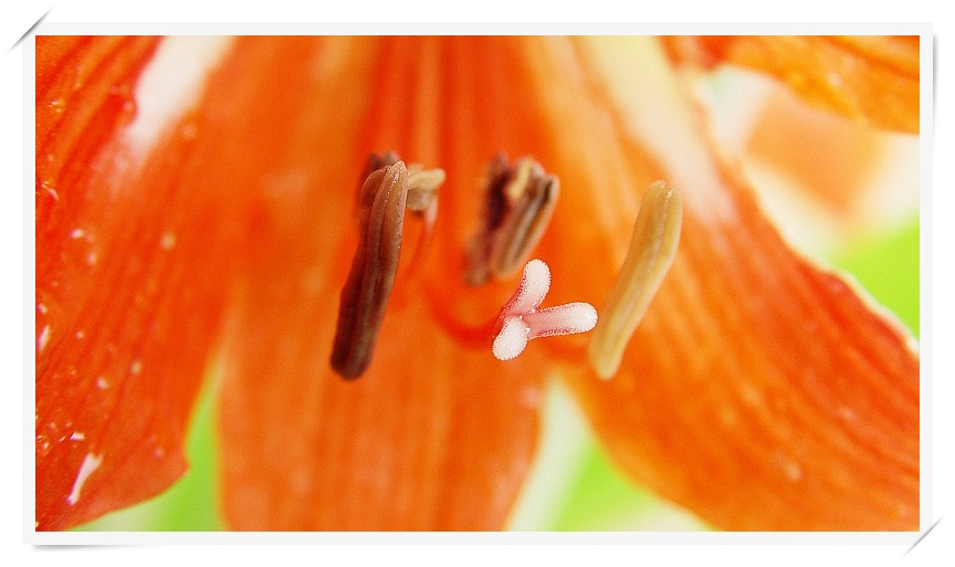 花心（微距一组）