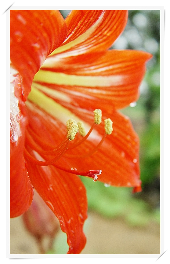 花心（微距一组）