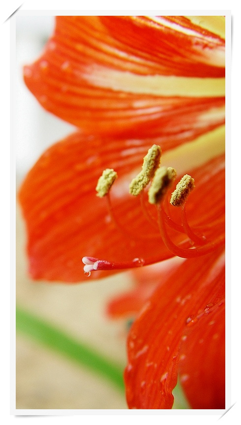 花心（微距一组）