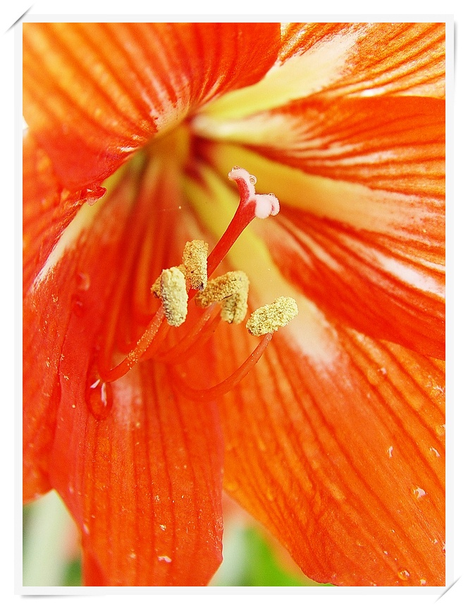 花心（微距一组）