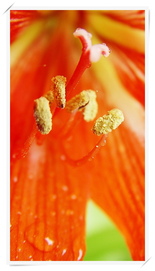 花心（微距一组）