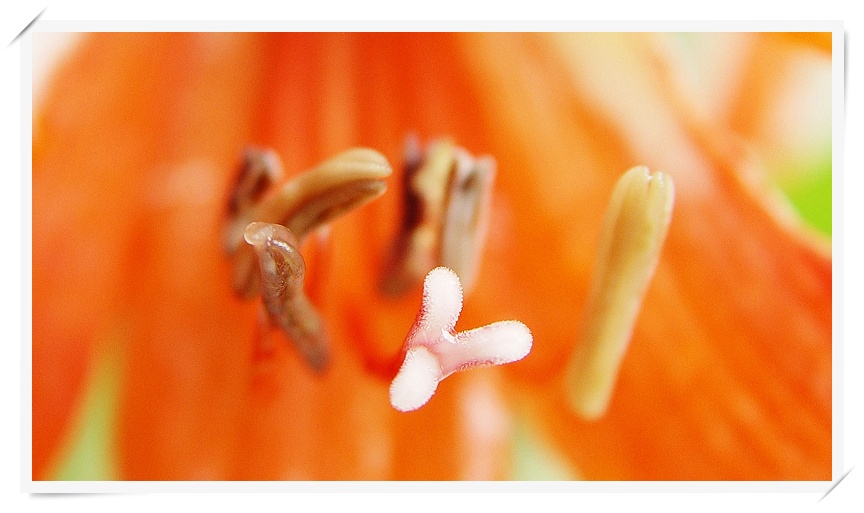 花心（微距一组）