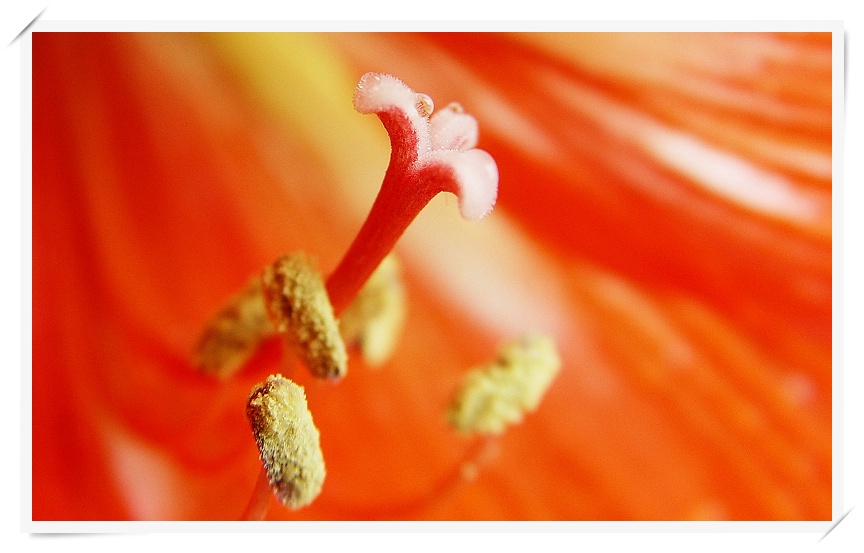 花心（微距一组）