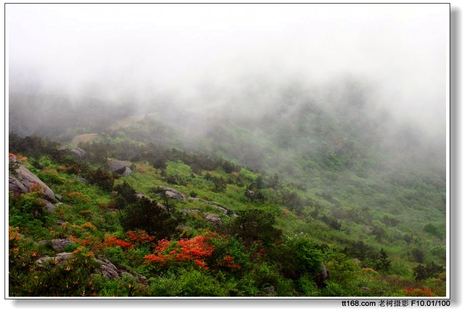 大雷山的杜鹃花