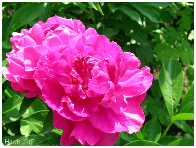 惟有牡丹真国色，晚春时节竞芳菲
