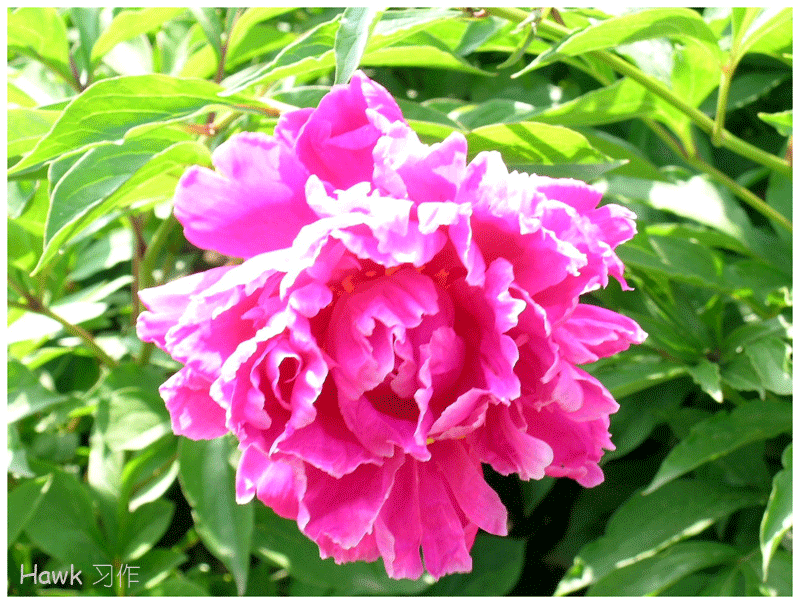 惟有牡丹真国色，晚春时节竞芳菲