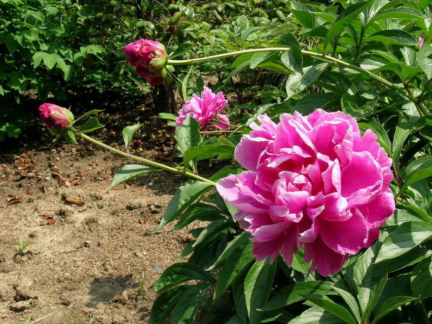 惟有牡丹真国色，晚春时节竞芳菲