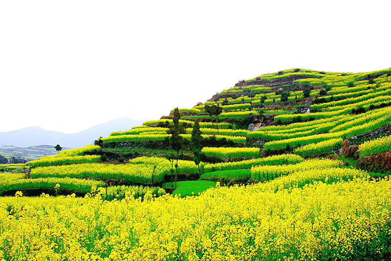 [原创]南山的油菜花
