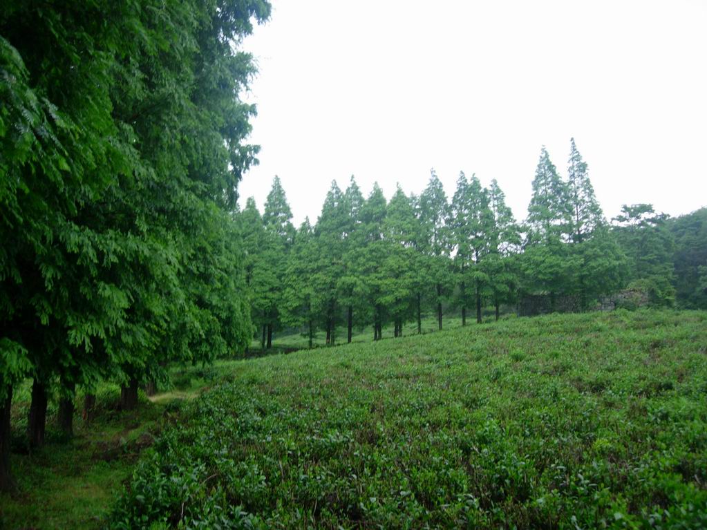 2005．6．11-12苍山顶之行的PP之二，