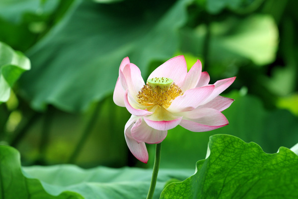 荷花