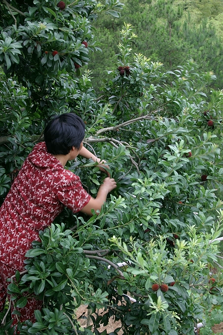 记实片,杨梅山上
