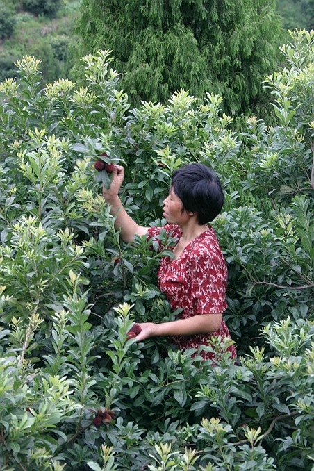 记实片,杨梅山上