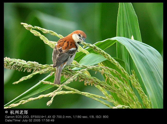 始丰溪探源