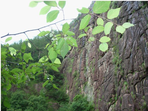 桐坑溪龙穿峡