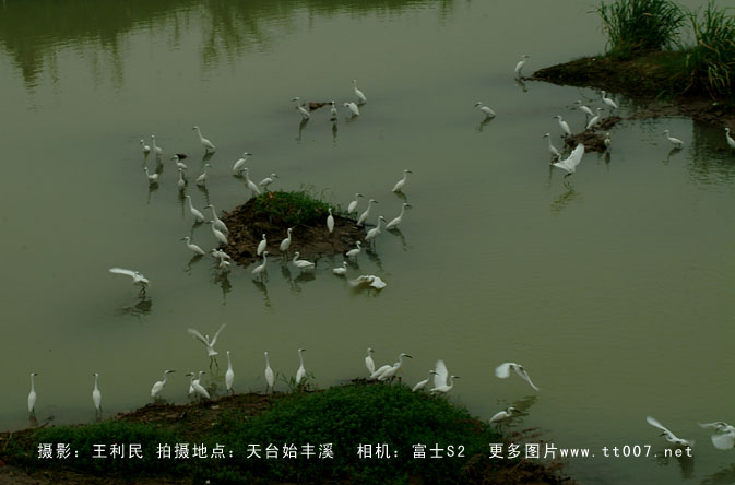 天台始丰溪白鹭作品
