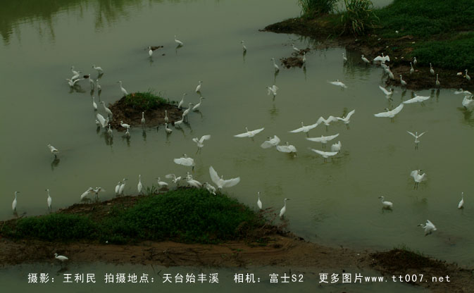 天台始丰溪白鹭作品