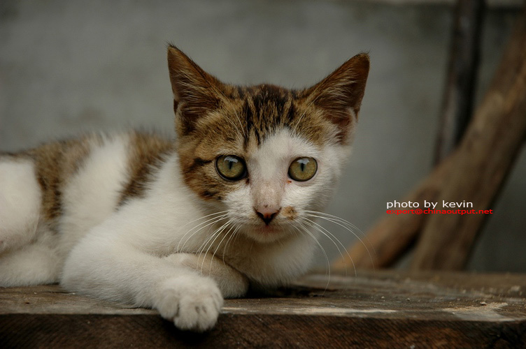 猫