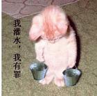 偷窥橘子不犯法