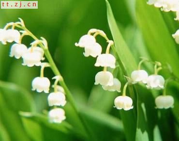 你知道银铃花的花语吗?