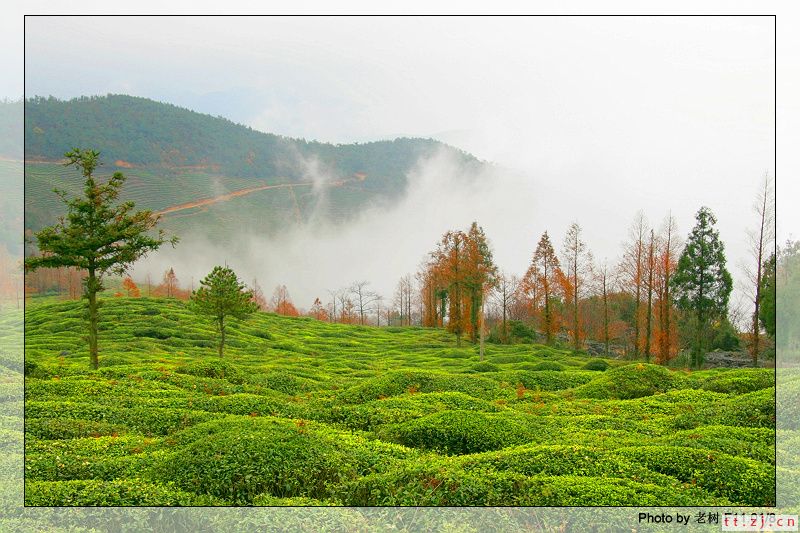 苍山顶茶园