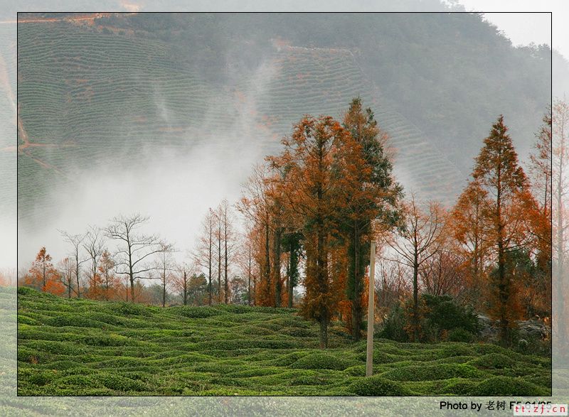 苍山顶茶园