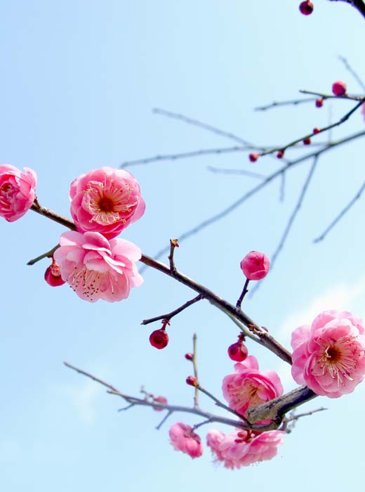 天台博物馆梅花盛开