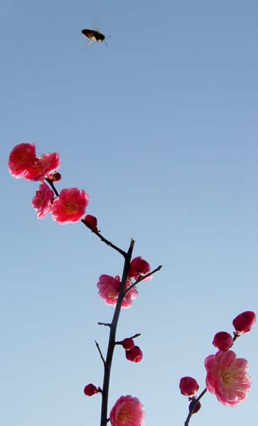 再发梅花