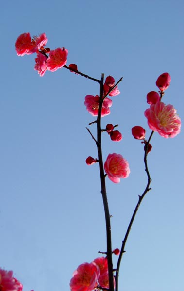 再发梅花