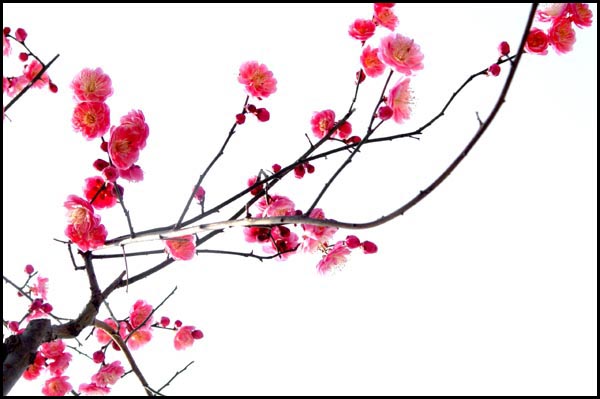 再发梅花