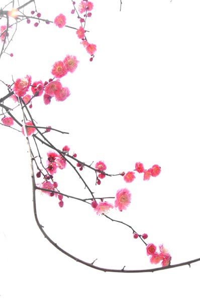 再发梅花