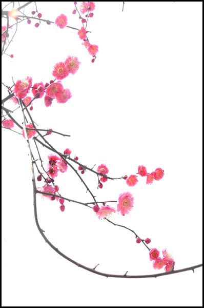再发梅花