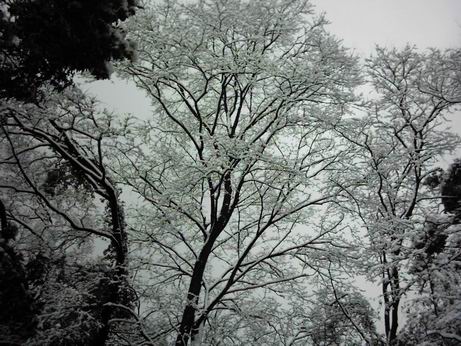 今年春天杭州的那场雪
