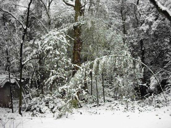 今年春天杭州的那场雪