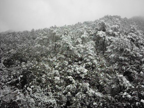断桥残雪