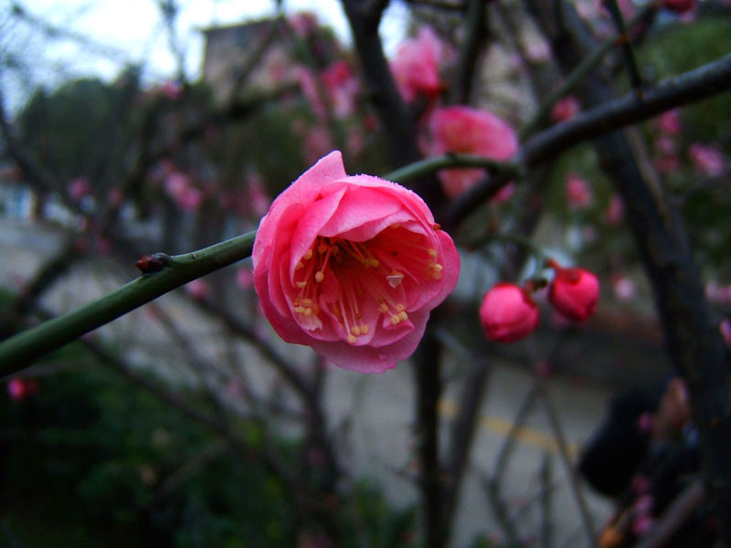 我有花一朵