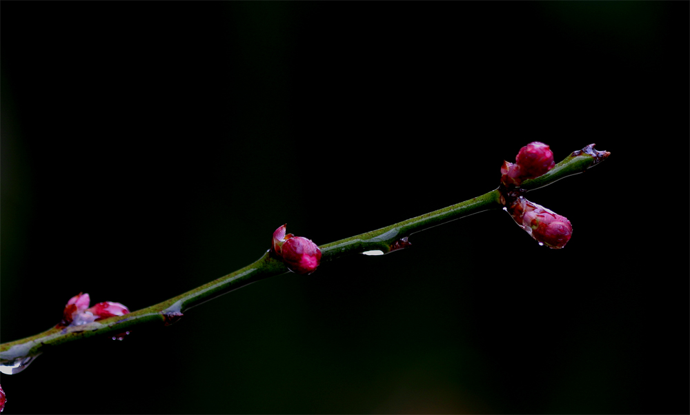家有梅花