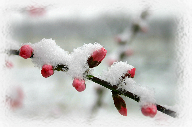 雪压桃花