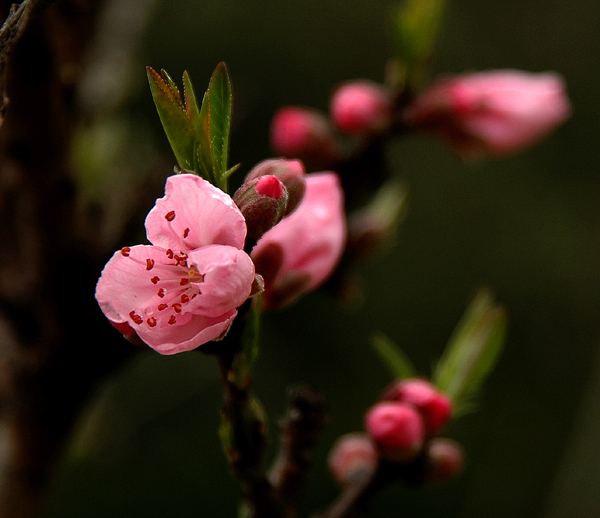 桃花啊