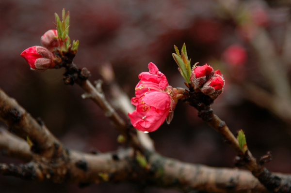 桃花啊