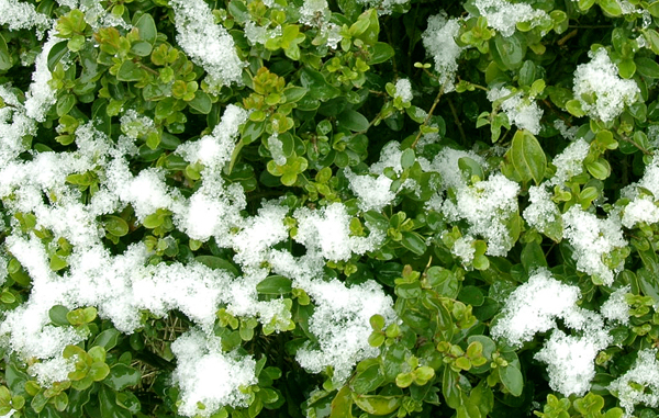 好不容易找到的几粒雪
