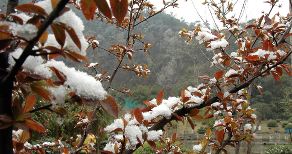 好不容易找到的几粒雪